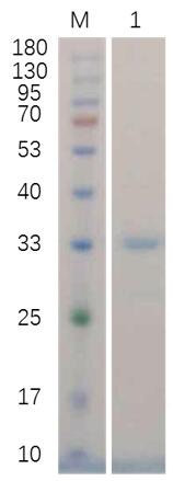 12% reducing SDS-PAGE analysis of purified protein (approximately 1 mg protein loaded).